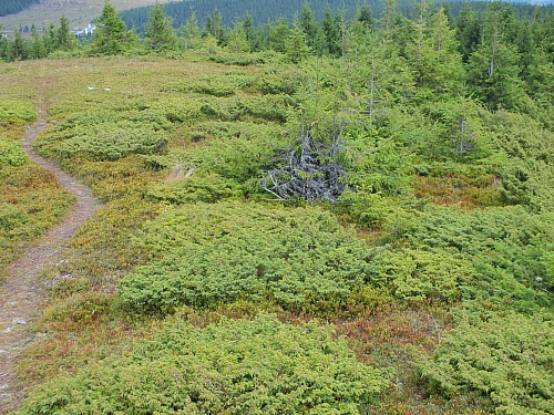 Munții Călimani
Rumänien 2012
&copy; by Thiel-IT (2012)