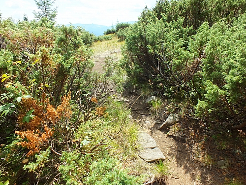 Munții Călimani
Rumänien 2012
&copy; by Thiel-IT (2012)