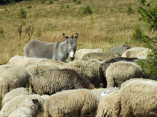 Munții Călimani
Rumänien 2012
&copy; by Thiel-IT (2012)