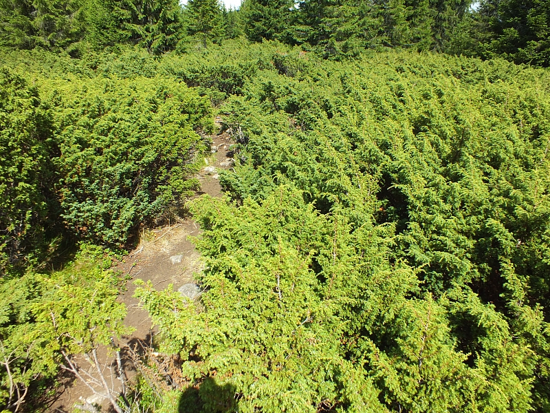 Munții Călimani
Rumänien 2012
&copy; by Thiel-IT (2012)