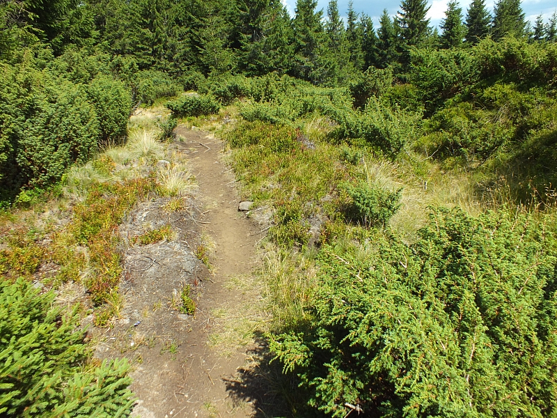 Munții Călimani
Rumänien 2012
&copy; by Thiel-IT (2012)