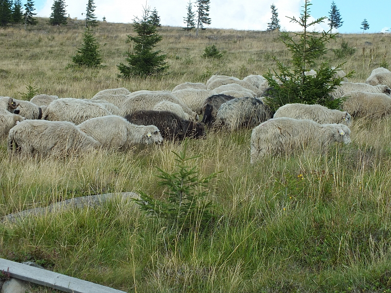 Munții Călimani
Rumänien 2012
&copy; by Thiel-IT (2012)