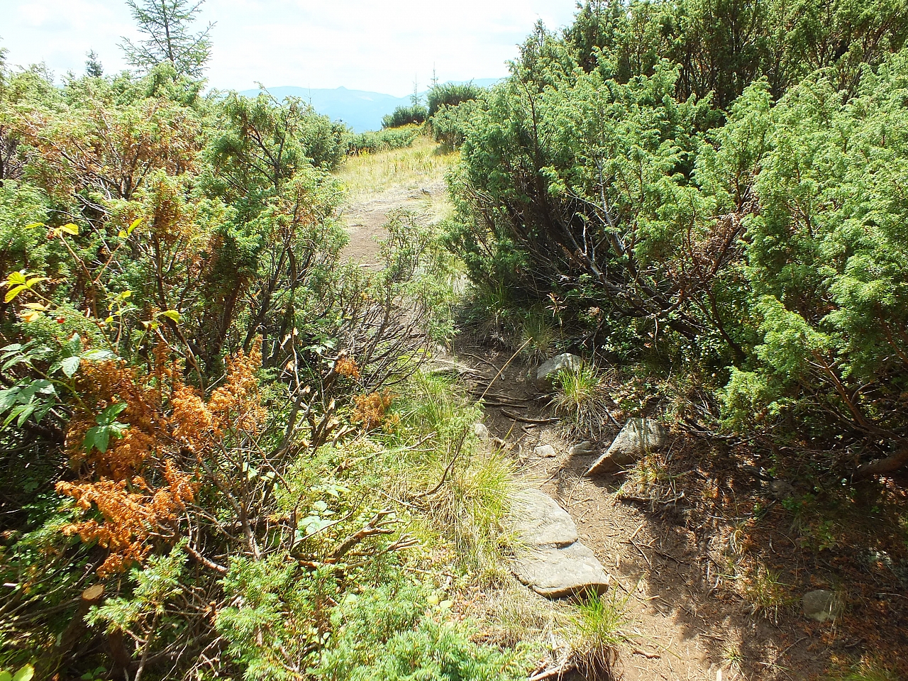 Munții Călimani
Rumänien 2012
&copy; by Thiel-IT (2012)