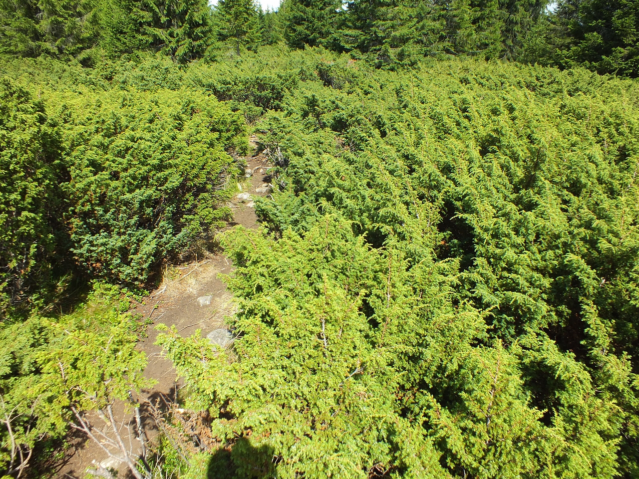 Munții Călimani
Rumänien 2012
&copy; by Thiel-IT (2012)